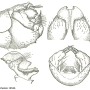 Tipula (Lunatipula) bispina : hypopygium