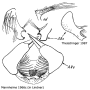 Tipula (Lunatipula) bispina : hypopygium