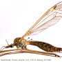 Tipula (Lunatipula) bullata : habitus - female