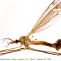Tipula (Lunatipula) bullata : habitus - male