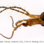 Tipula (Lunatipula) bullata : body part(s) - head and antenna