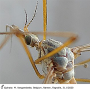 Tipula (Lunatipula) bullata : body part(s) - head and thorax