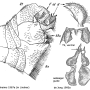 Tipula (Lunatipula) bullata : hypopygium