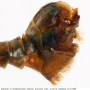 Tipula (Lunatipula) bullata : hypopygium
