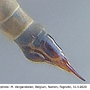 Tipula (Lunatipula) bullata : ovipositor