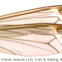 Tipula (Lunatipula) bullata : wing