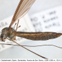 Tipula (Yamatotipula) caesia : habitus - female