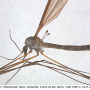 Tipula (Yamatotipula) caesia : habitus - male