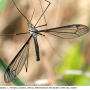 Tipula (Yamatotipula) caesia : habitus - male