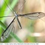 Tipula (Yamatotipula) caesia : habitus - male