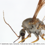 Tipula (Yamatotipula) caesia : body part(s) - head and thorax
