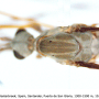 Tipula (Yamatotipula) caesia : body part(s) - thorax