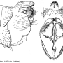 Tipula (Yamatotipula) caesia : hypopygium