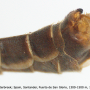 Tipula (Yamatotipula) caesia : hypopygium