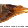 Tipula (Yamatotipula) caesia : ovipositor