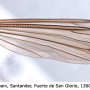 Tipula (Yamatotipula) caesia : wing