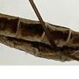 Tipula (Yamatotipula) caloptera : body part(s) - abdomen