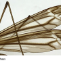 Tipula (Yamatotipula) caloptera : wing