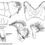 Tipula (Lunatipula) cillibema : hypopygium