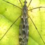 Tipula (Savtshenkia) confusa : habitus - female