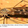 Tipula (Savtshenkia) confusa : habitus - female