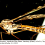 Tipula (Savtshenkia) confusa : habitus - male