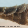 Tipula (Savtshenkia) confusa : body part(s) - abdomen