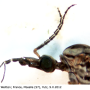 Tipula (Savtshenkia) confusa : body part(s) - head and thorax