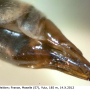 Tipula (Savtshenkia) confusa : ovipositor