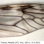 Tipula (Savtshenkia) confusa : wing