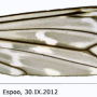 Tipula (Savtshenkia) confusa : wing