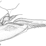 Tipula (Acutipula) corsica : ovipositor