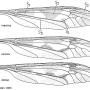 Tipula (Acutipula) corsica : wing