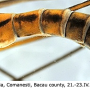 Tipula (Pterelachisus) crassiventris : body part(s) - abdomen Tipula (Pterelachisus) crassiventris : body part(s) - abdomen