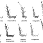 Tipula (Pterelachisus) crassiventris : body part(s) - antenna Tipula (Pterelachisus) crassiventris : body part(s) - antenna