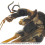 Tipula (Pterelachisus) crassiventris : body part(s) - head and thorax Tipula (Pterelachisus) crassiventris : body part(s) - head and thorax