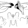 Tipula (Pterelachisus) crassiventris : hypopygium Tipula (Pterelachisus) crassiventris : hypopygium