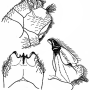 Tipula (Pterelachisus) crassiventris : hypopygium Tipula (Pterelachisus) crassiventris : hypopygium