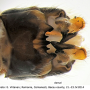 Tipula (Pterelachisus) crassiventris : hypopygium