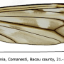 Tipula (Pterelachisus) crassiventris : wing