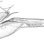 Tipula (Acutipula) doriae : ovipositor