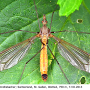 Tipula (Lunatipula) fascipennis : habitus - female