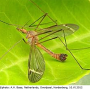 Tipula (Lunatipula) fascipennis : habitus - male