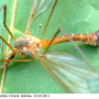 Tipula (Lunatipula) fascipennis : habitus - male