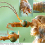 Tipula (Lunatipula) fascipennis : body part(s) - head and thorax