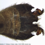 Tipula (Lunatipula) fascipennis : hypopygium