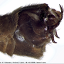 Tipula (Lunatipula) fascipennis : hypopygium