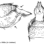 Tipula (Lunatipula) fascipennis : ovipositor