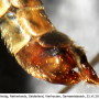 Tipula (Lunatipula) fascipennis : ovipositor