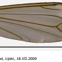 Tipula (Lunatipula) fascipennis : wing